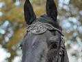 Frontal cheval