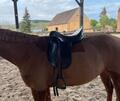 Selle dressage Kieffer