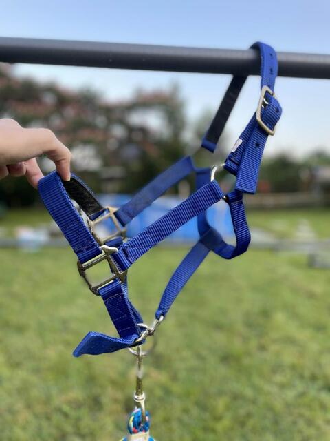 Licol bleu