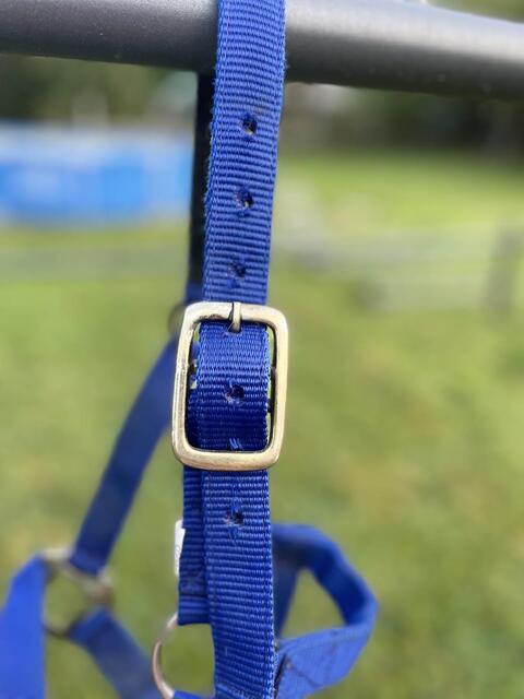Licol bleu