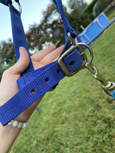 Licol bleu