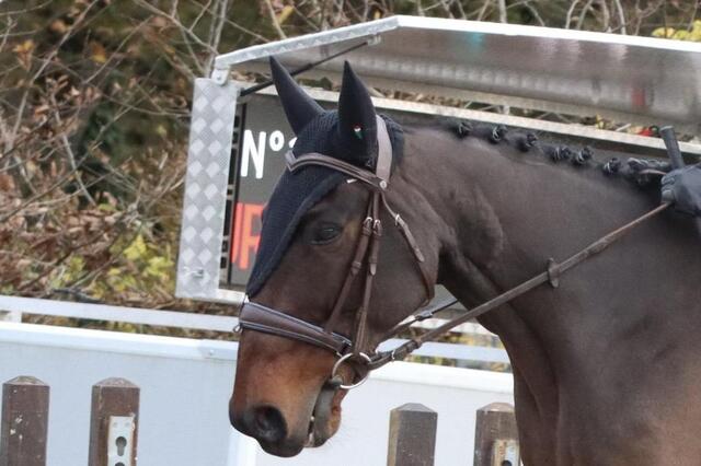 Bonnet long noir Anti-bruit Gerald EQUILINE
