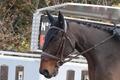 Bonnet long noir Anti-bruit Gerald EQUILINE