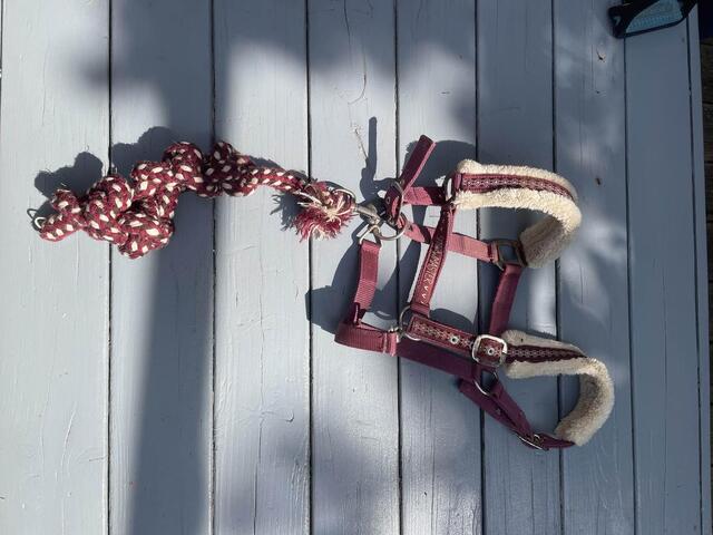 licol bordeaux avec longe