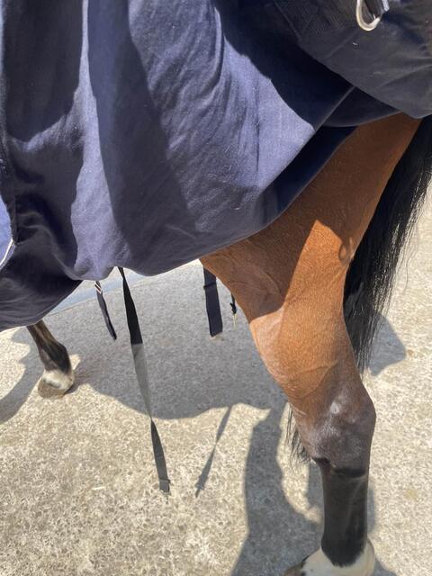 chemise equitheme peu utilisée (2 mois) très bon état taille 7 (165 cm)