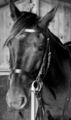 filet cuir noir