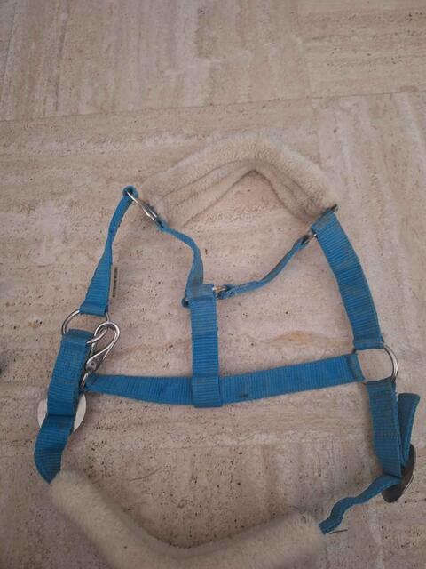 licol showmaster bleue canard avec longe