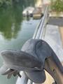 Selle de dressage synthétique 17 pouces