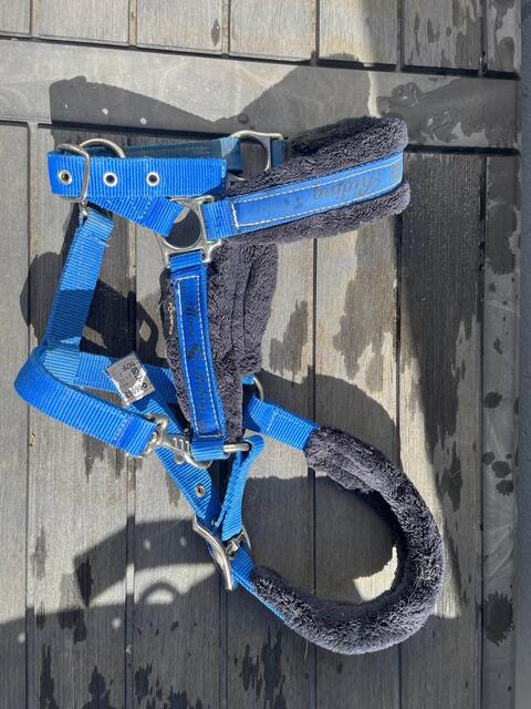 Licol bleu électrique