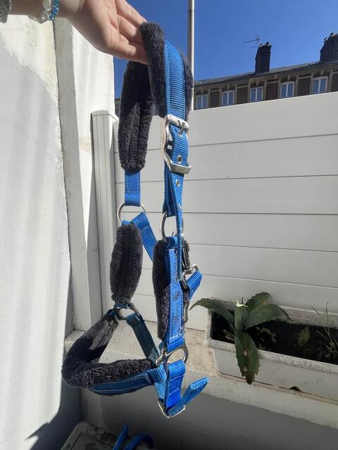 Licol bleu électrique