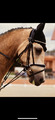 Bridon Norton Pro Bella