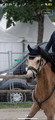 Bonnet paddock sport