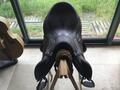 Selle Chiberta lab impeccable