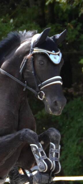 Ensemble Equito dressage Morning sky