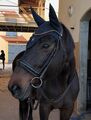 BRIDON ANATOMIQUE CLERMONT HORZE (TAILLE: CHEVAL - COULEUR: MARRON FONCÉ)