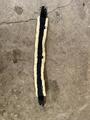 Sangle Kentucky mouton
