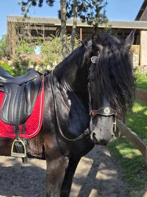 Selle dressage Équipe Wiktoria