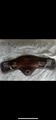 sangle courte Forestier marron