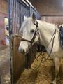 filet harcour kall taille cob