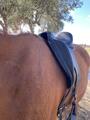selle de dressage Antares Cadence