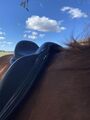selle de dressage Antares Cadence
