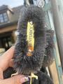 Licol Kentucky cob gris