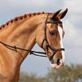 Bridon Horseware Micklem Competition