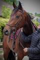 Bridon Horseware Micklem Competition