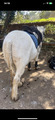 guetre cob/cheval