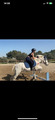 guetre cob/cheval