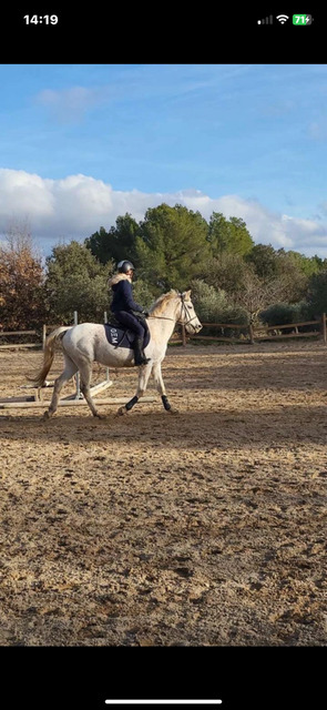 guetre cob/cheval