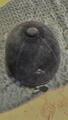 bombe noir velours noeu