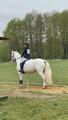 Selle dressage 17 pouces