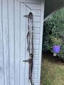 collier de chasse havane LJ