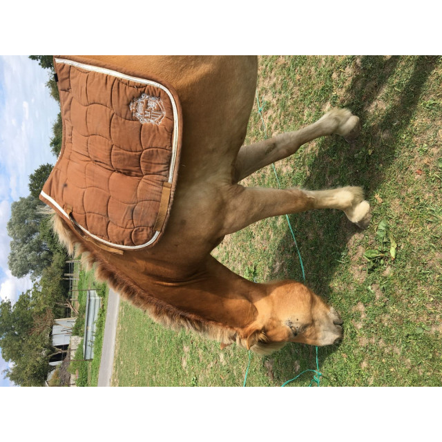 Tapis HV polo marron