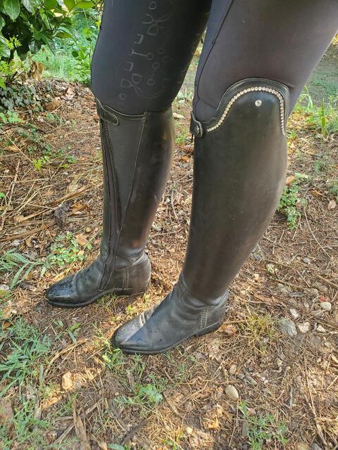 Botte dressage
