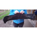 Sangle anatomique dressage