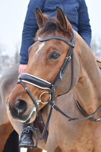 Bridon dressage D'yon
