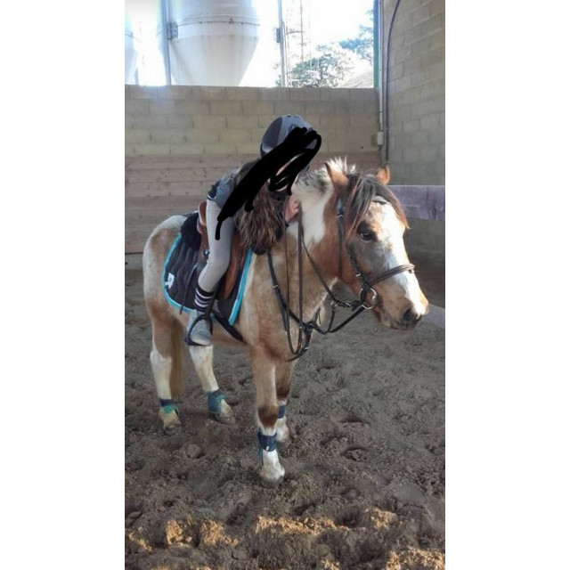 Collier de chasse qui va de poney B à D