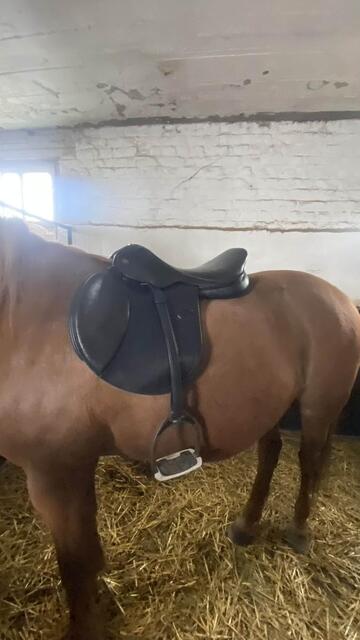 Selle Éric Thomas Lugano 17"5 pouces