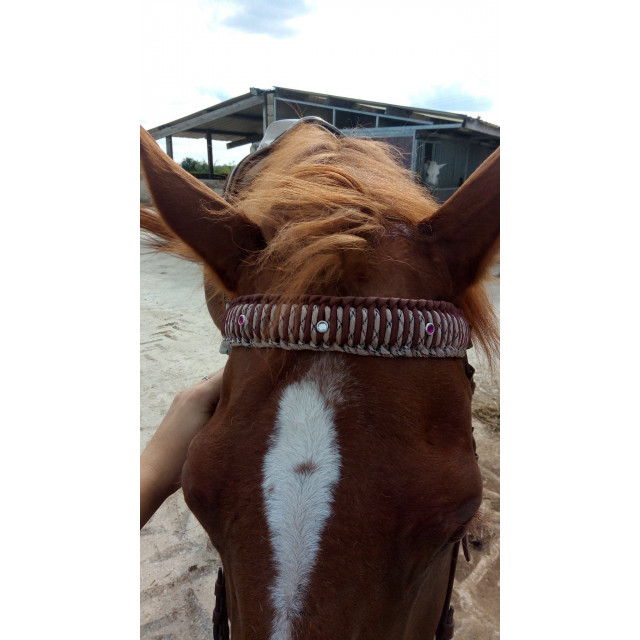 Frontal marron