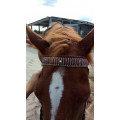Frontal marron