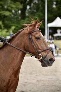 Bridon CWD + rênes
