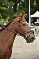 Bridon CWD + rênes