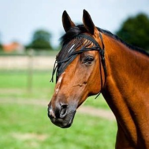 frange anti mouche noir cheval