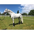 Support ligamentaire stable boots - Topaze Anterieur