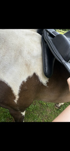 Selle dressage 16,5 cuir