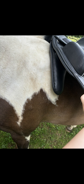 Selle dressage 16,5 cuir