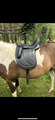 Selle dressage 16,5 cuir