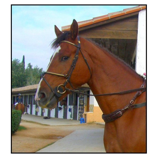 Bridon Hervé Godignon Jump'in clincher muserolle croisée